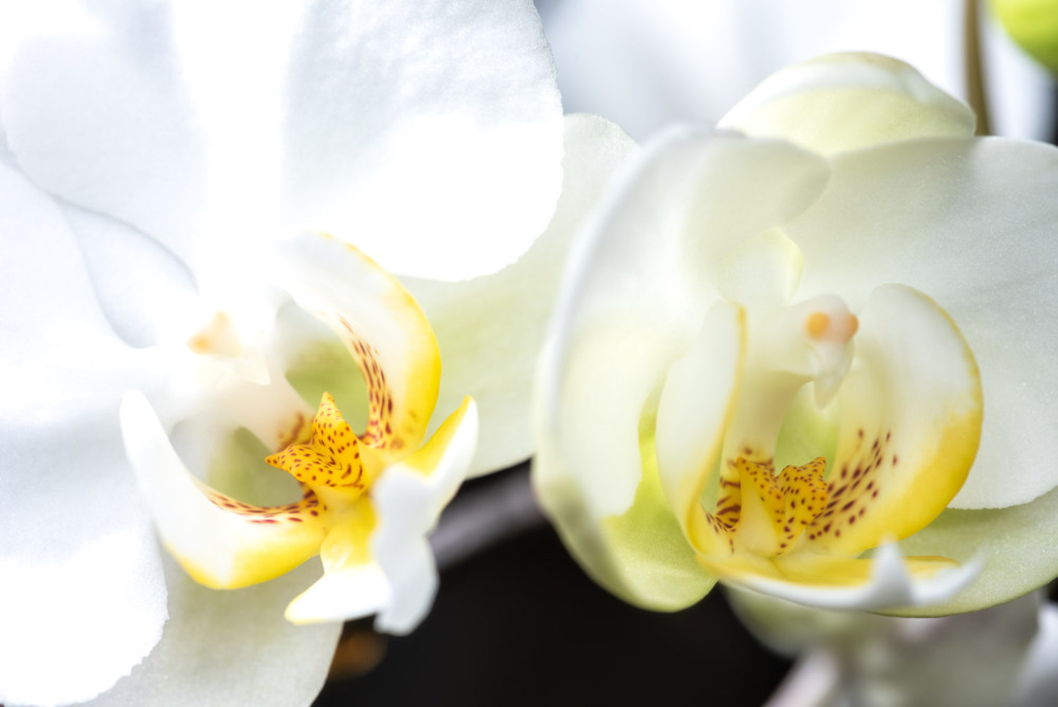 moth orchid