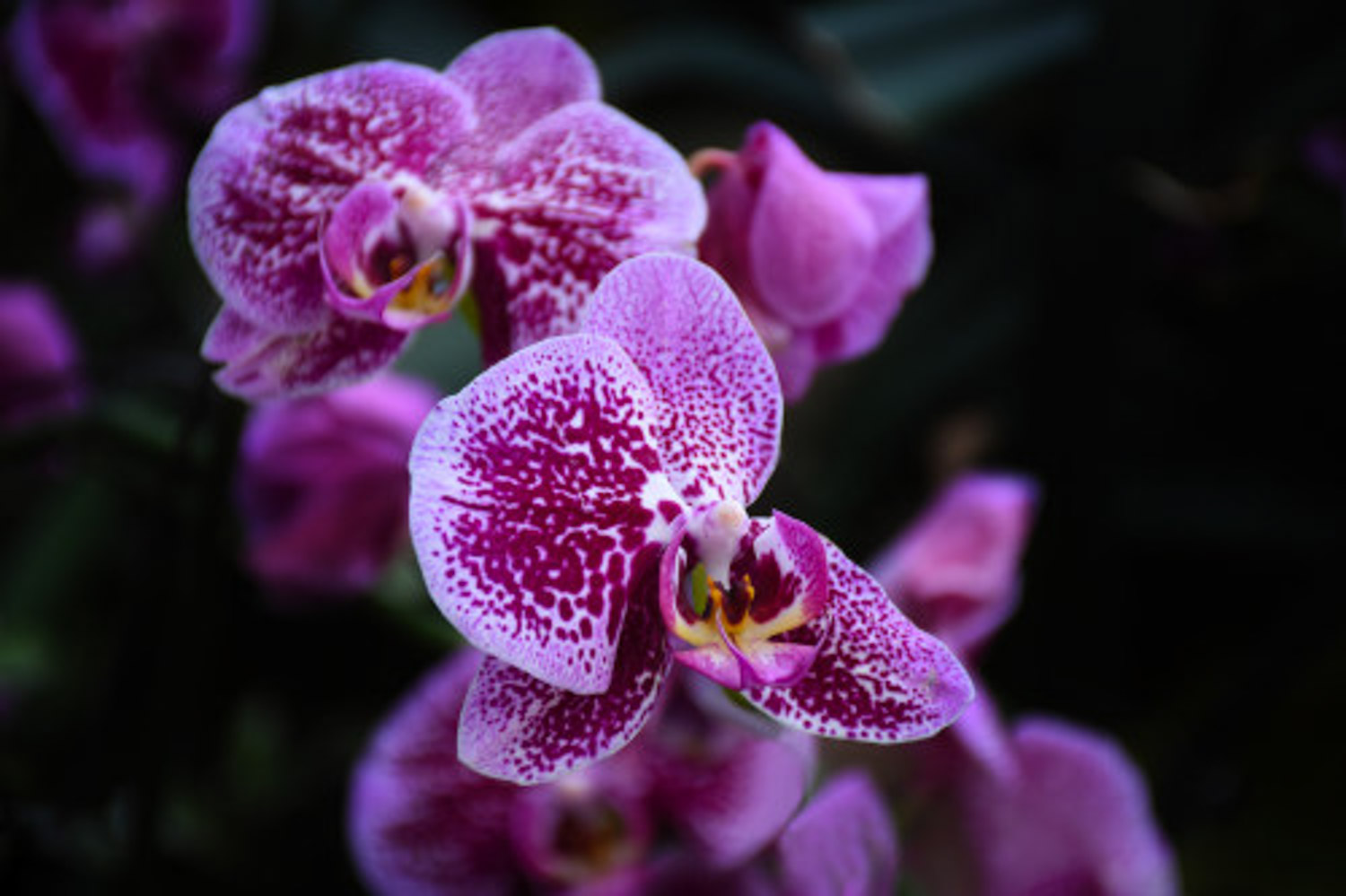 moth orchid