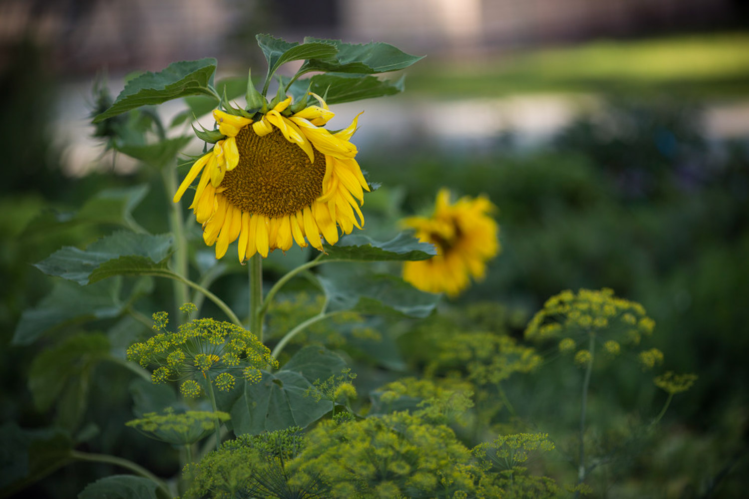 Sunflower