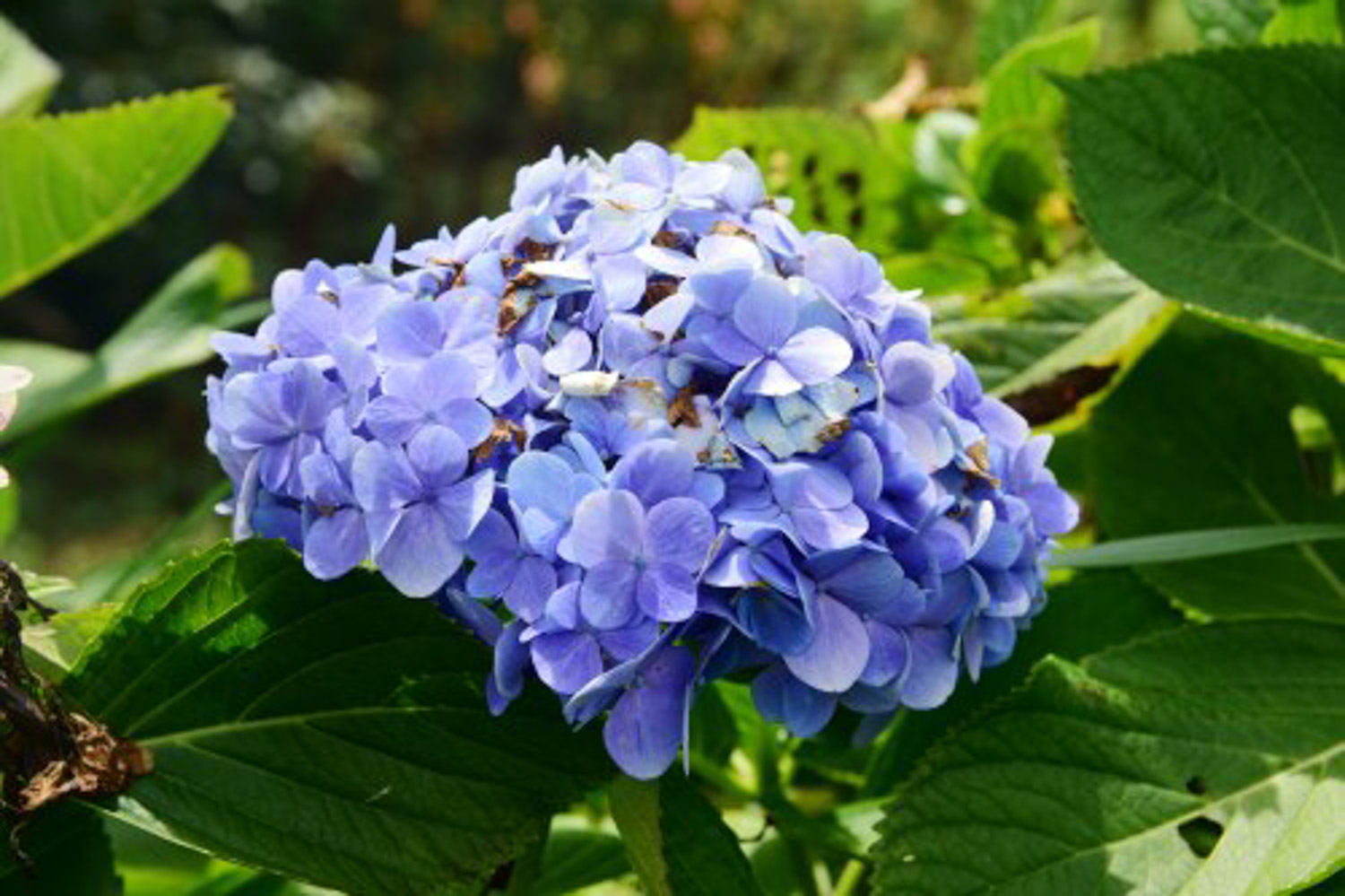 hydrangea