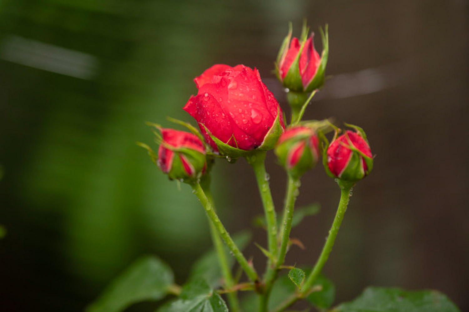 chinese rose