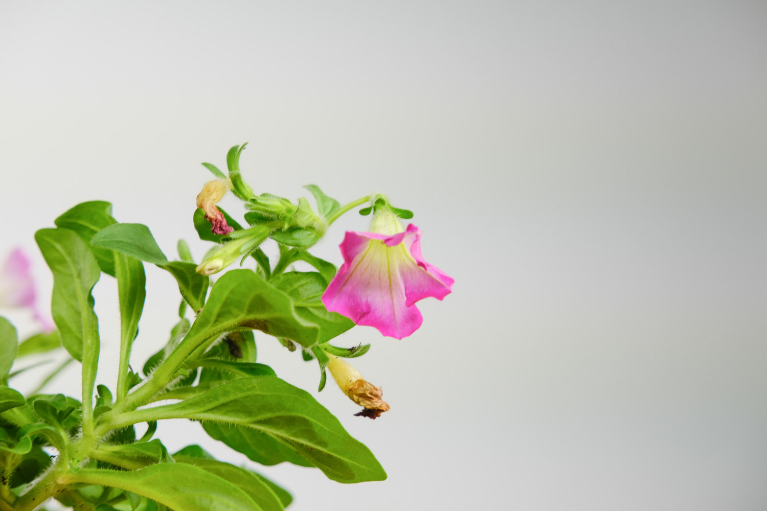 Petunia hybrida