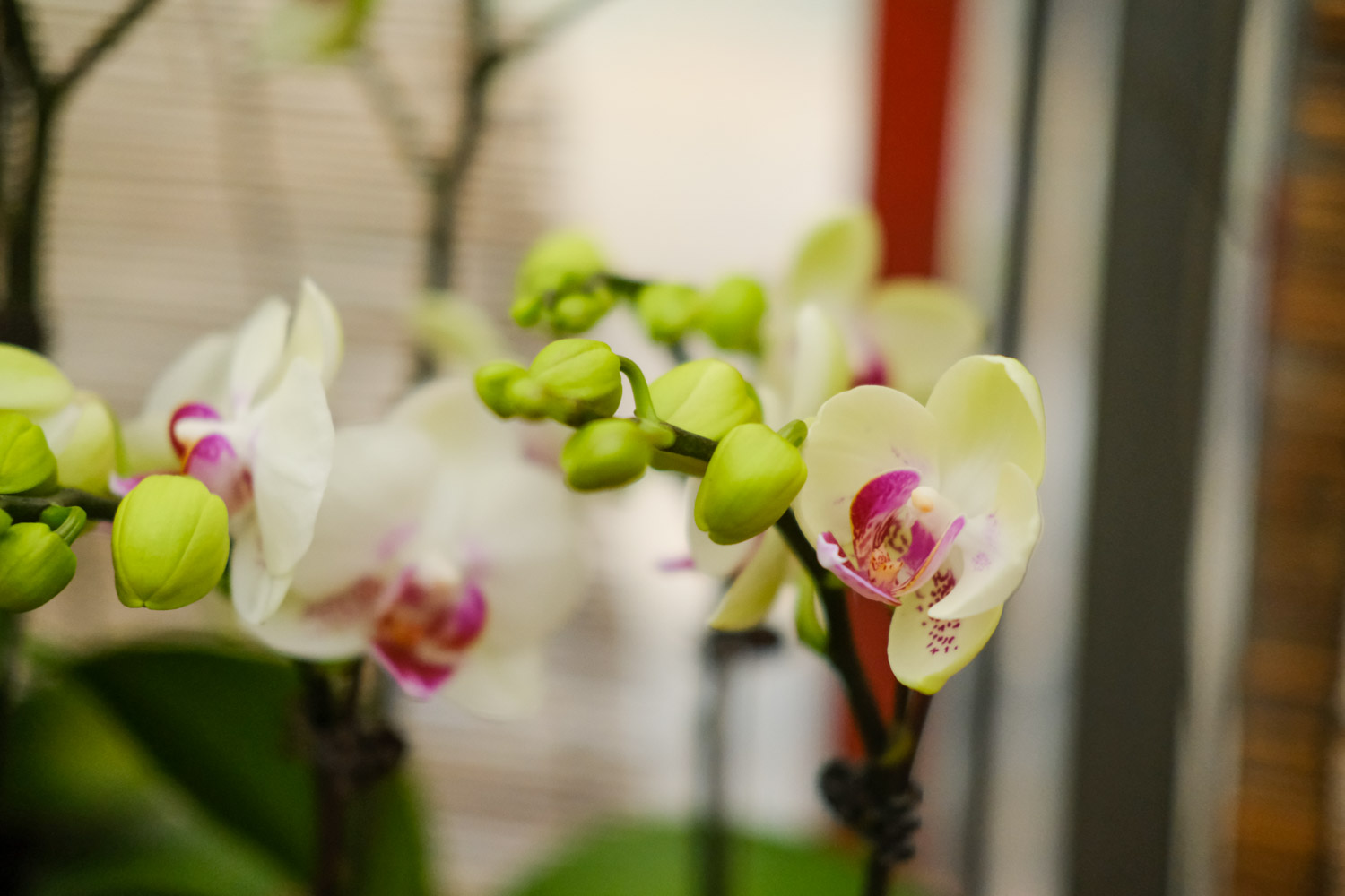 moth orchid