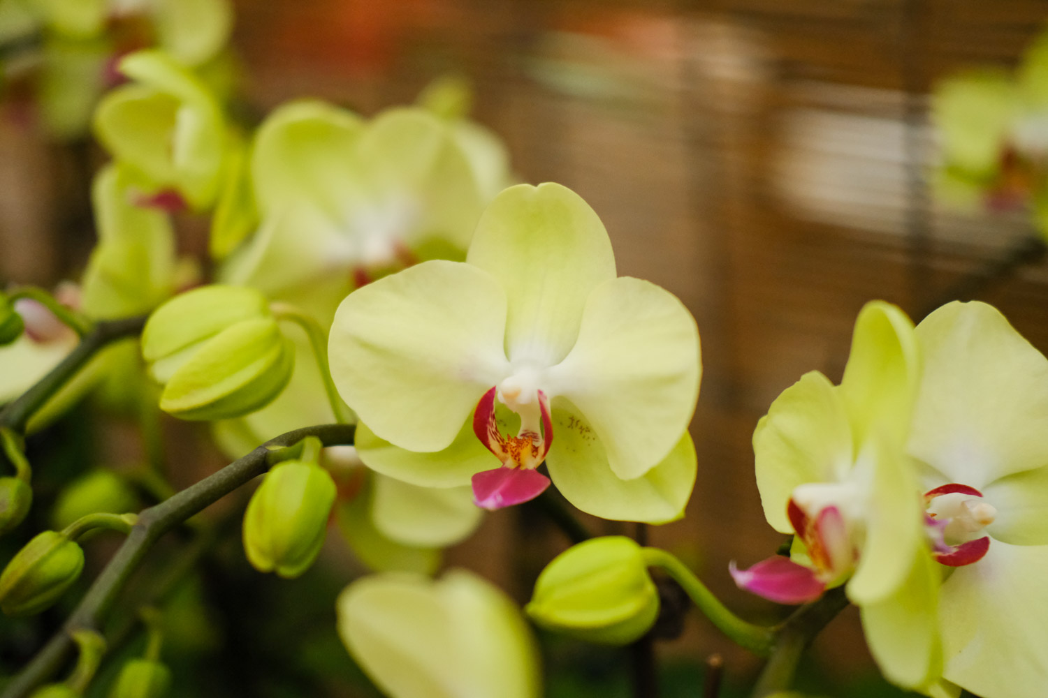 moth orchid