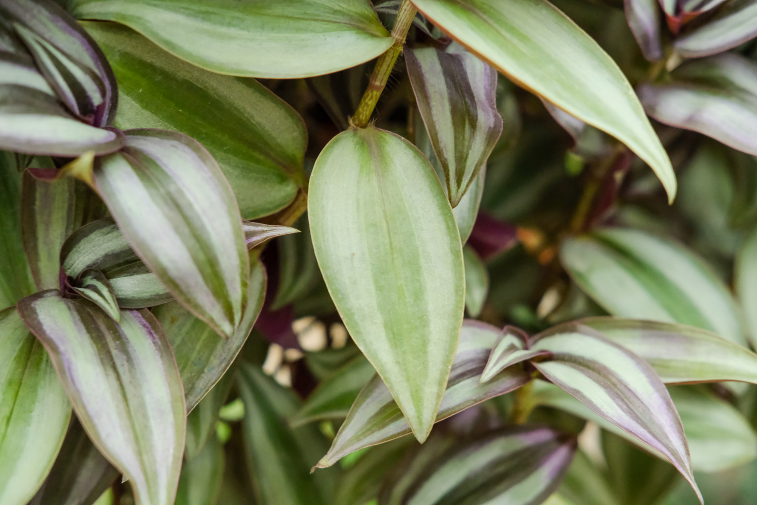 wandering jew