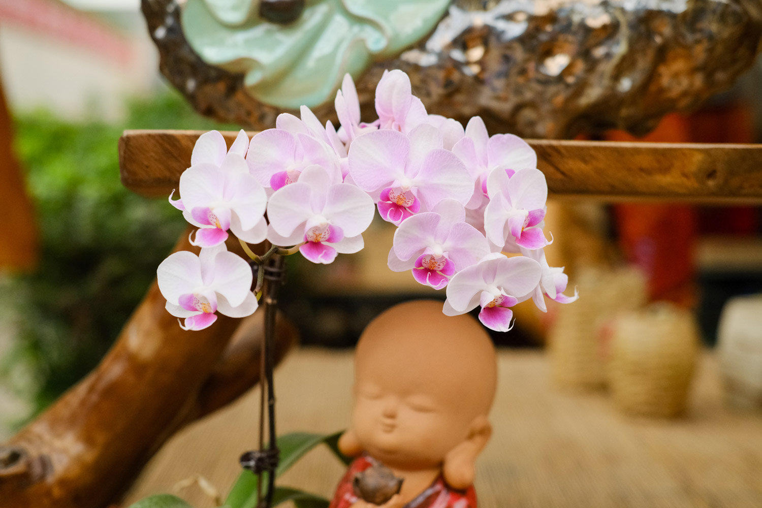 moth orchid