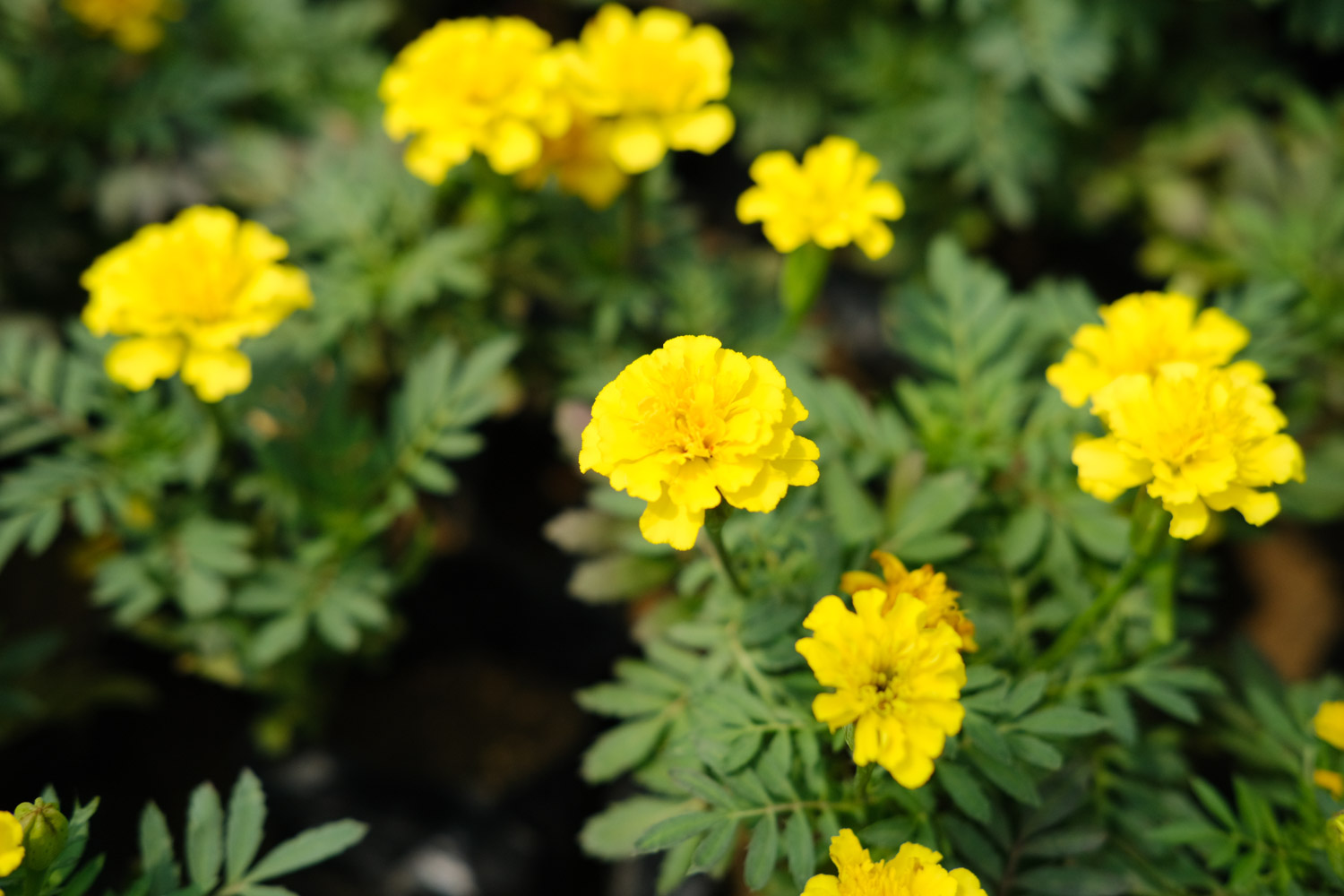 southern cone marigold