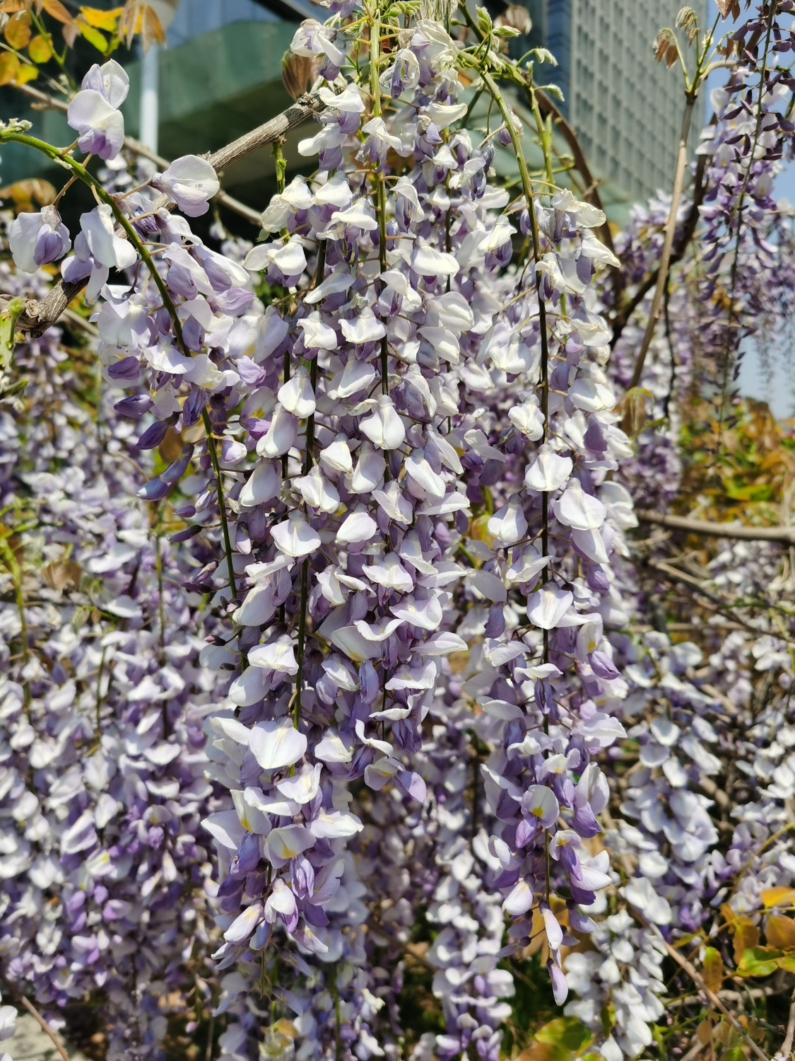 Wisteria