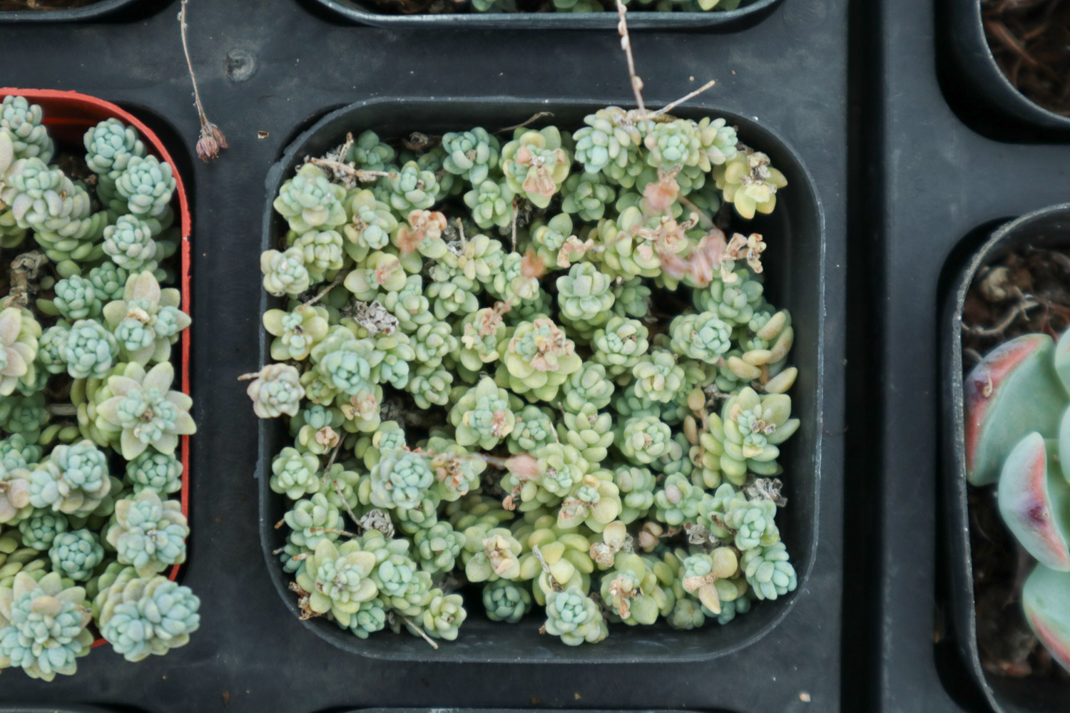 Sedum dasyphyllum 