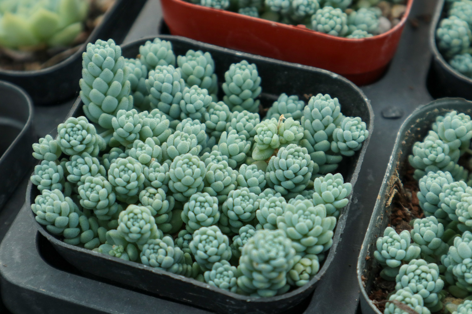 Sedum dasyphyllum 