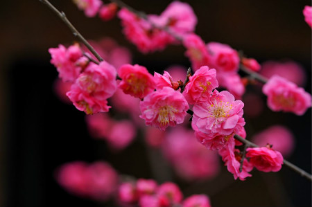 Plum blossom