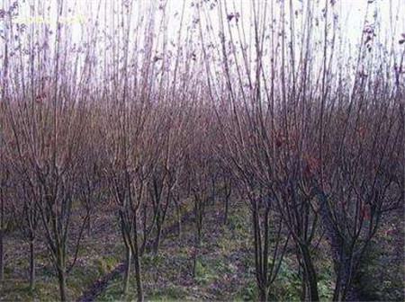 Purple leaf plum tree