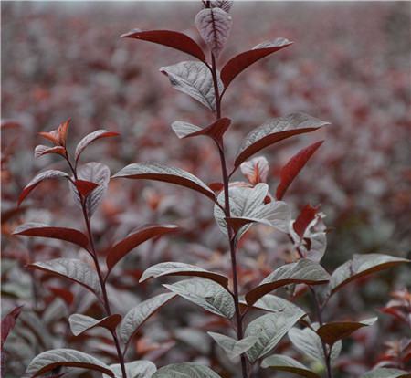 Purple Plum leaf