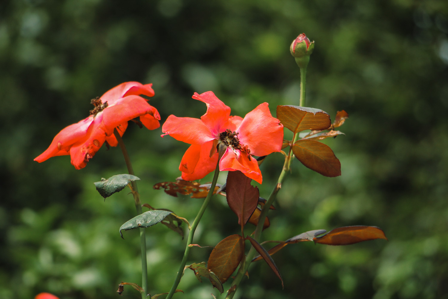 chinese rose