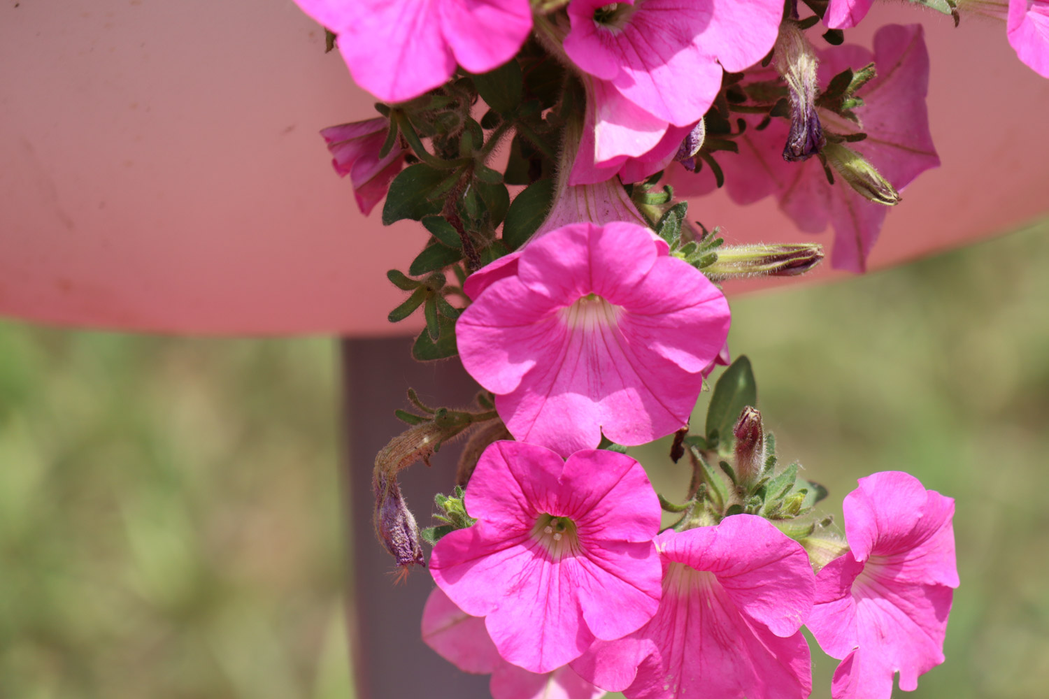 Petunia hybrida