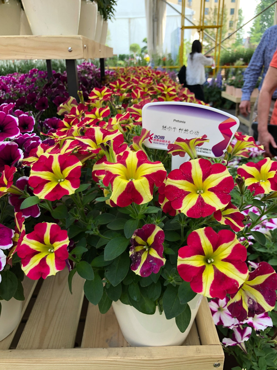 Petunia hybrida