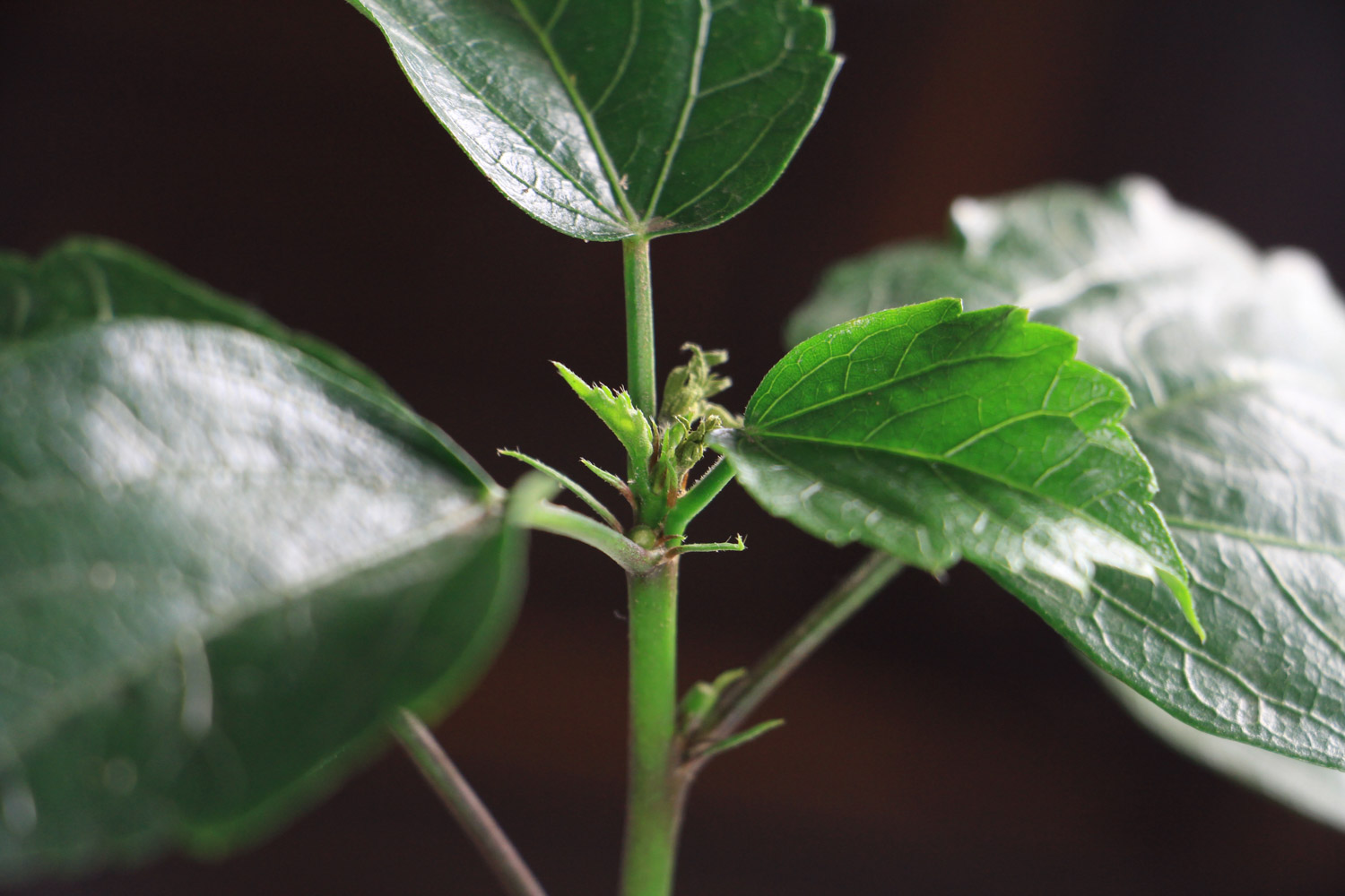 Hibiscus rosa sinensis