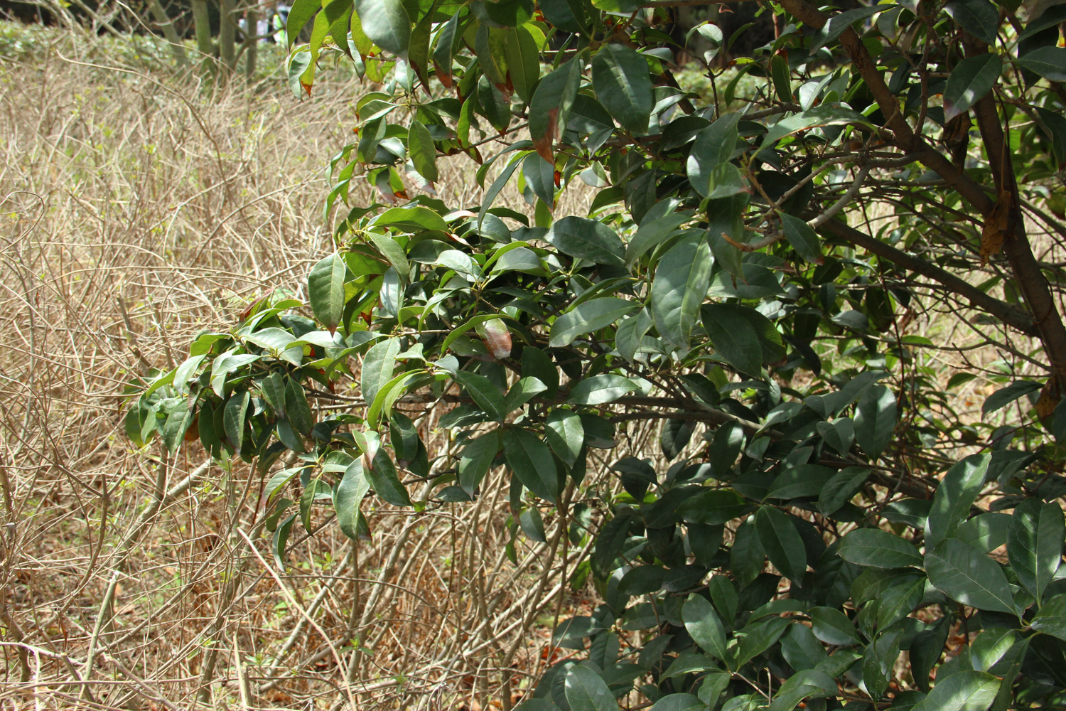 sweet-scented osmanthus