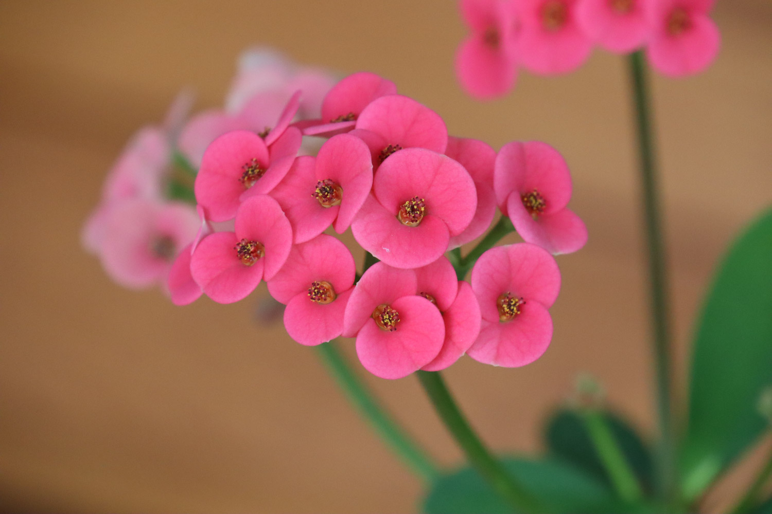 crown-of-thorns euphorbia