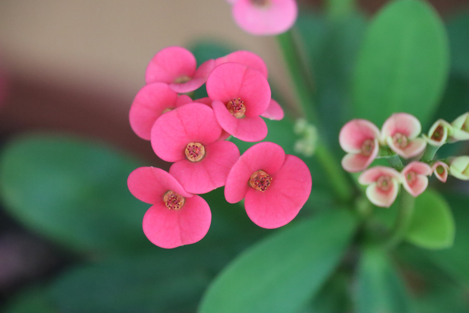 crown-of-thorns euphorbia