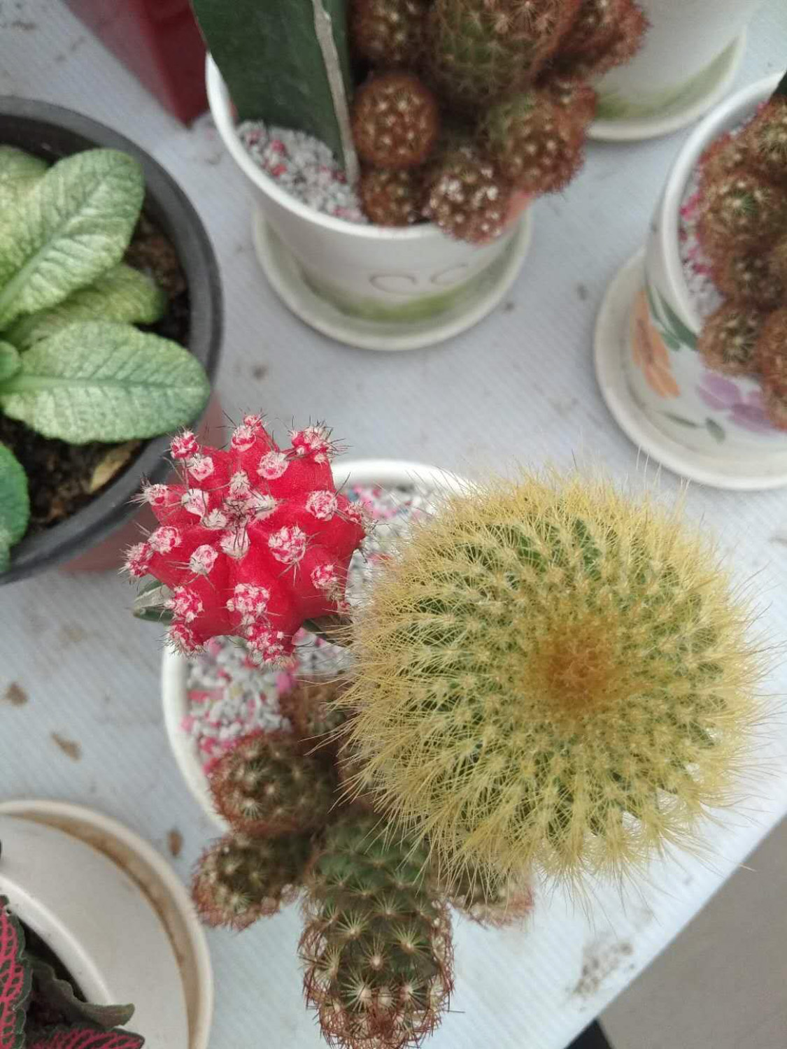 Cactus