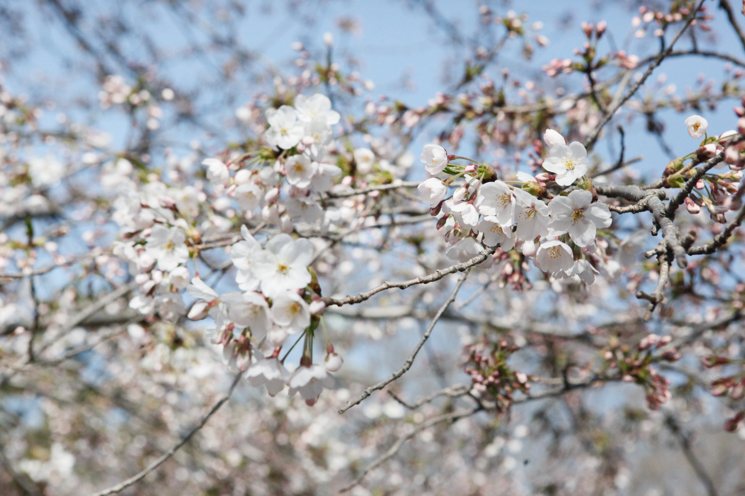 cherry blossoms