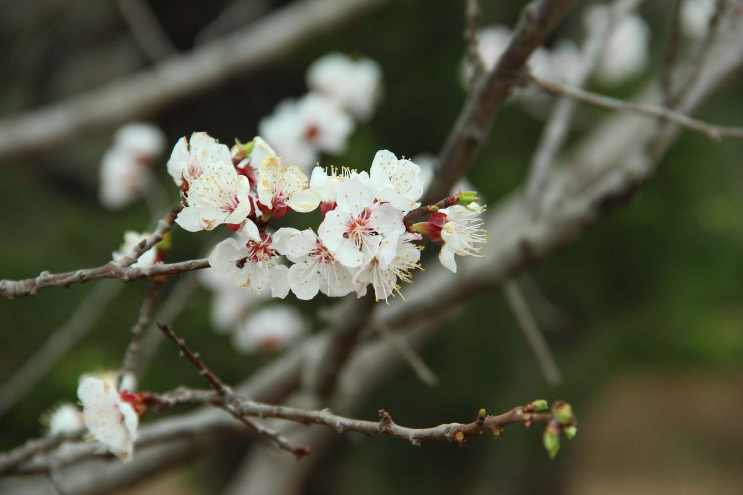 cherry blossoms