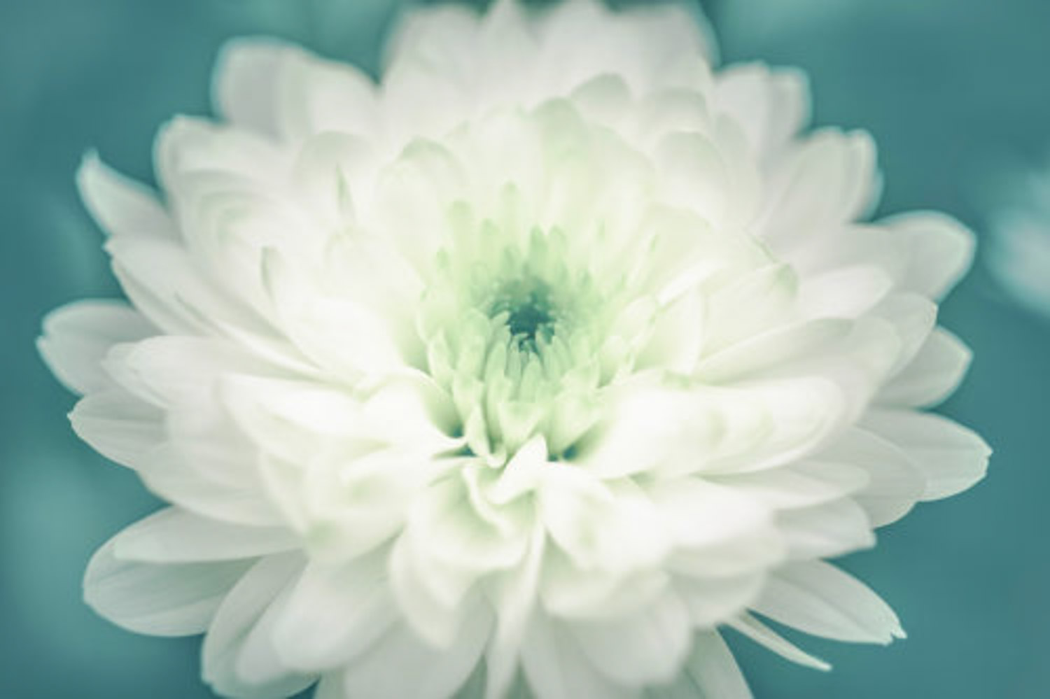 Chrysanthemum