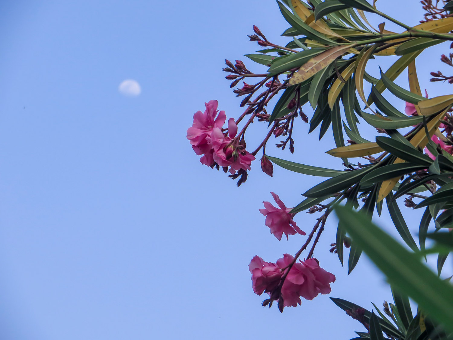 Nerium oleander