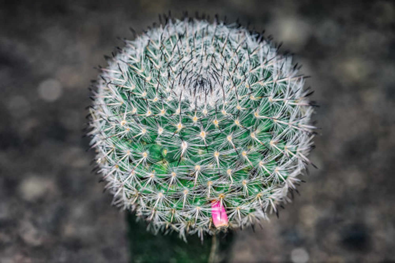 Cactus