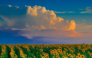 Management of four growth stages of sunflower