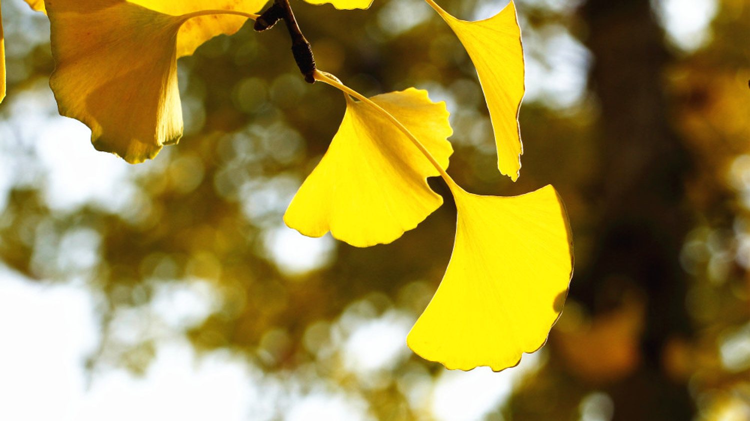 ginkgo