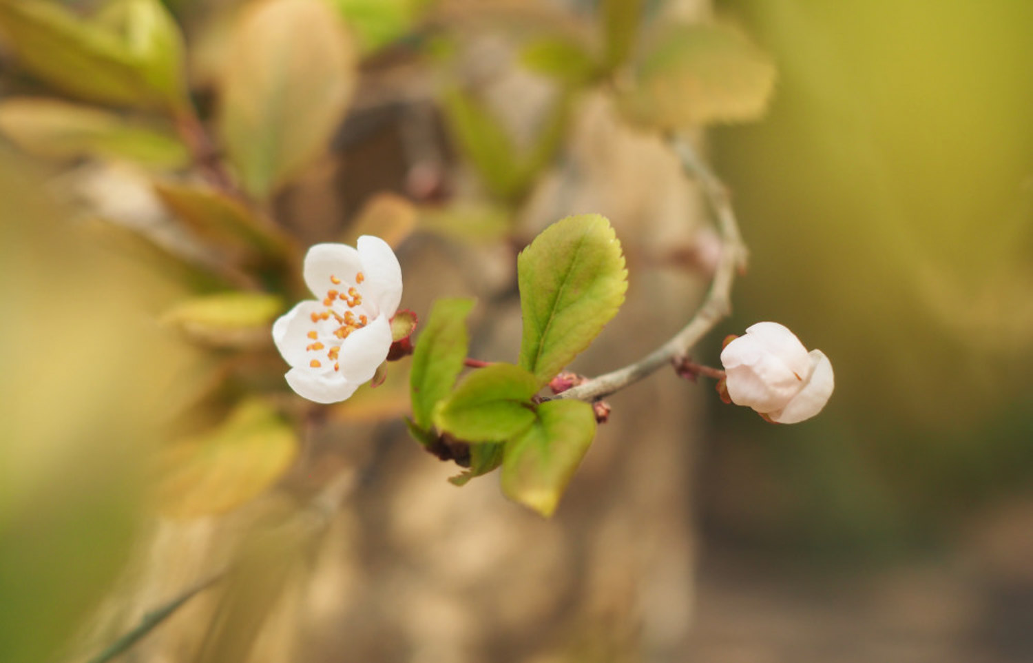 cherry plum