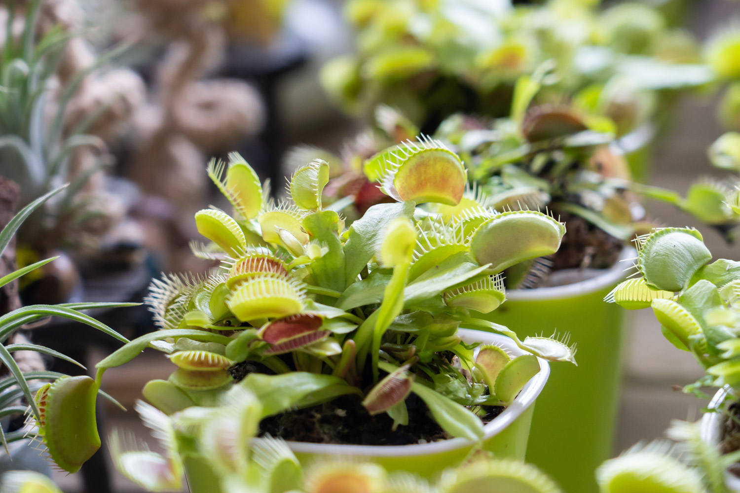 Dionaea muscipula