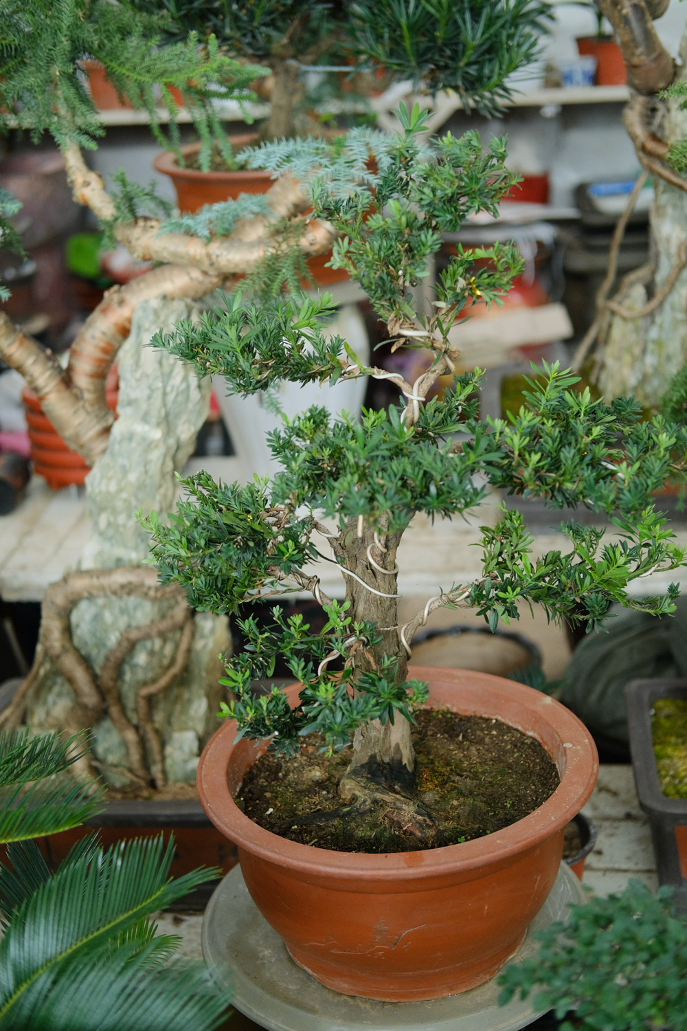 Podocarpus