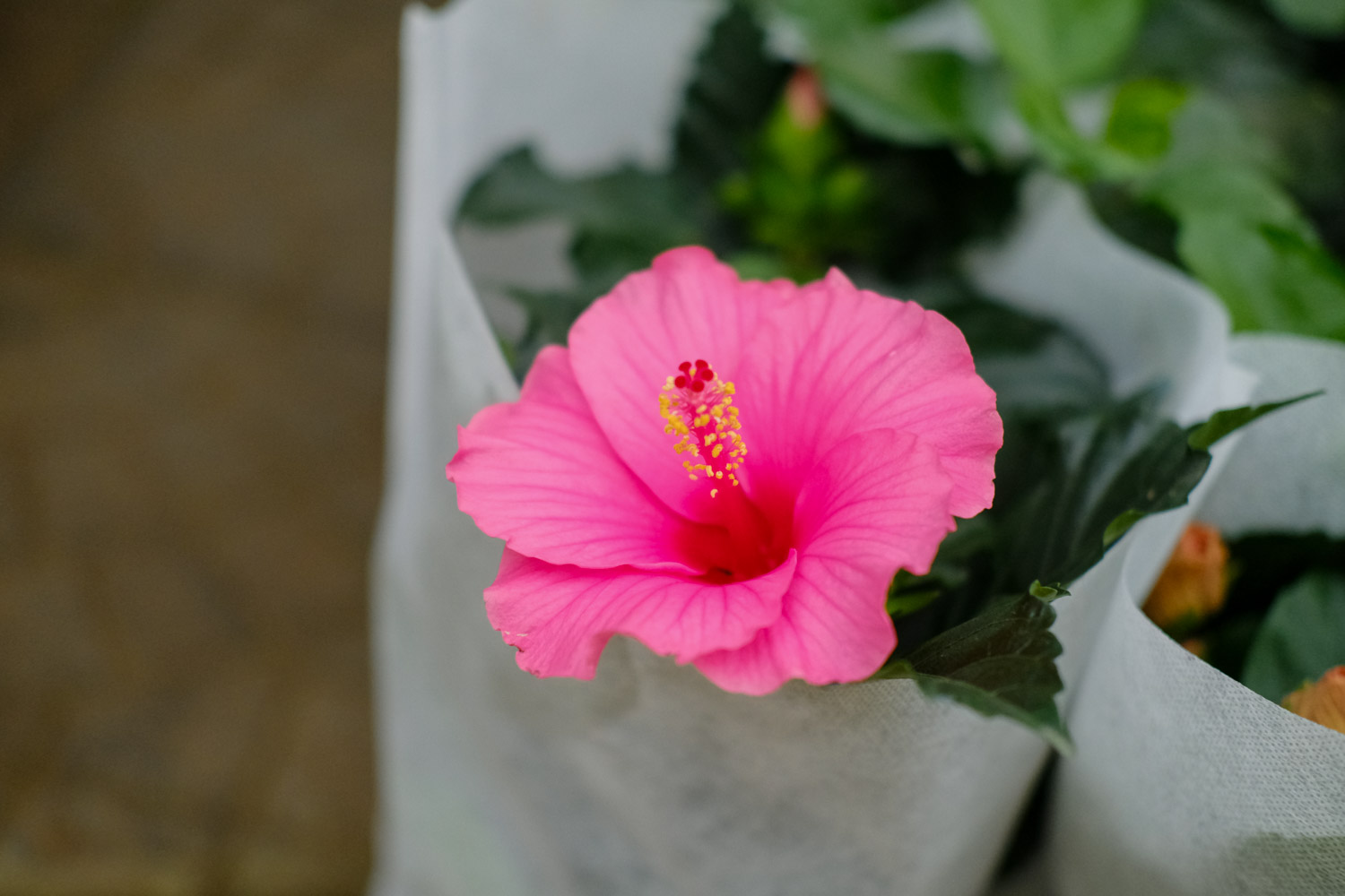 Hibiscus rosa sinensis