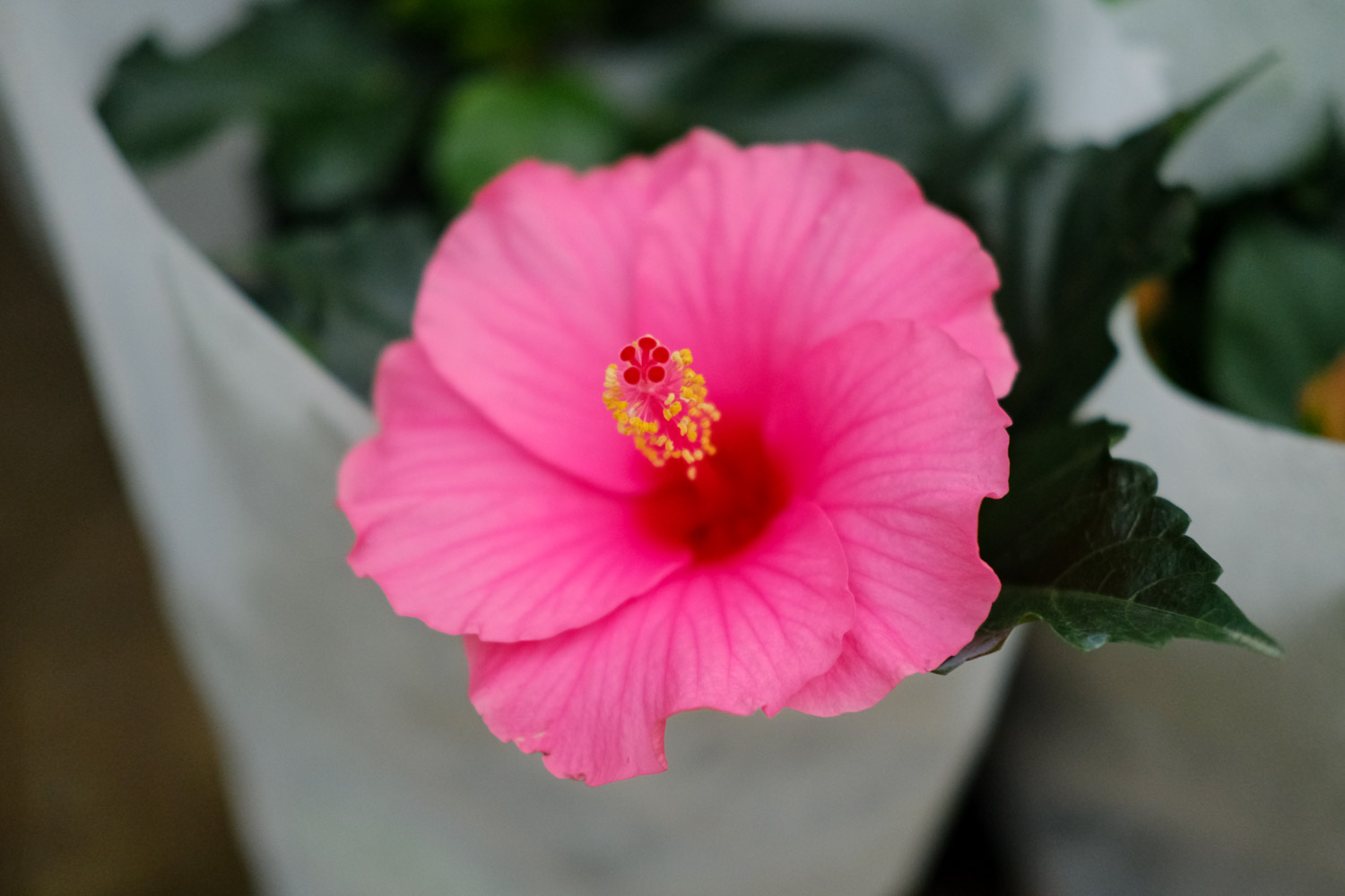 Hibiscus rosa sinensis