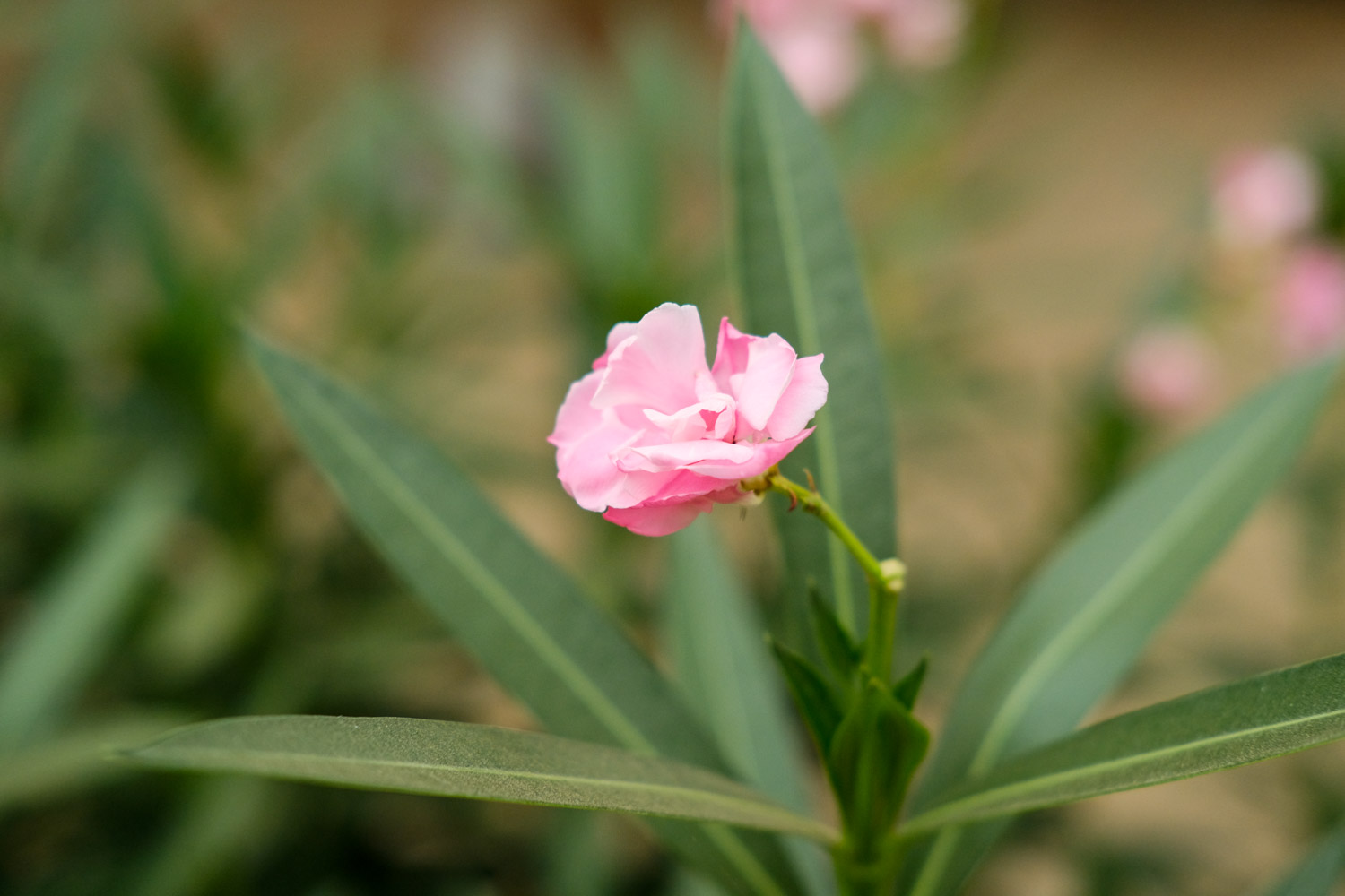 Nerium oleander