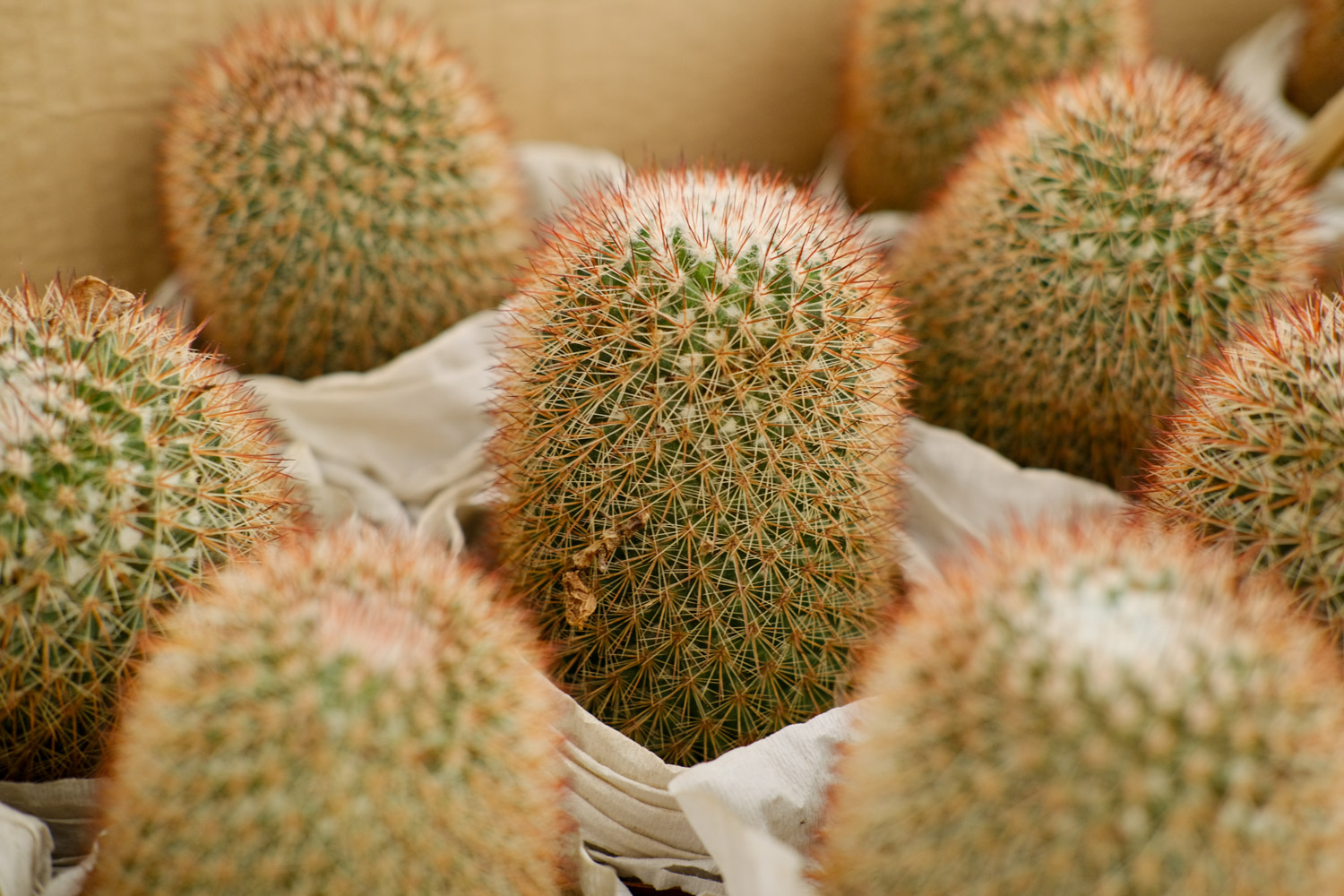 Cactus