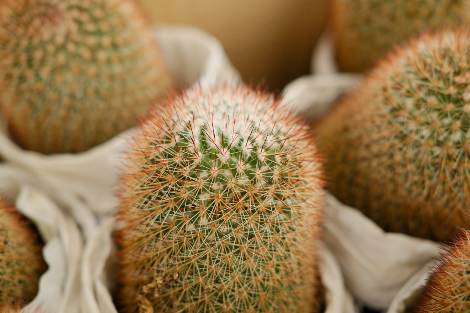 Cactus