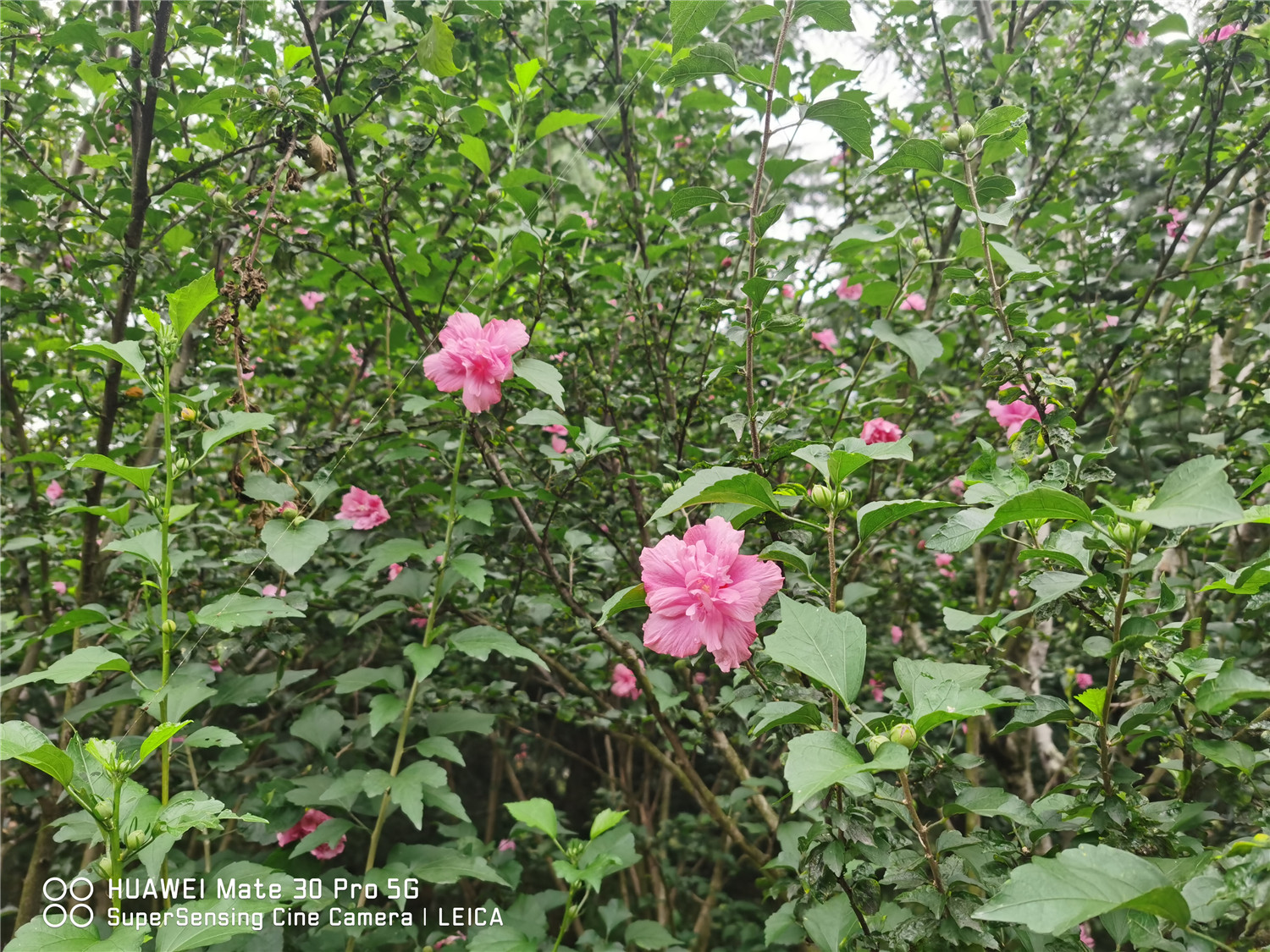 hibiscus